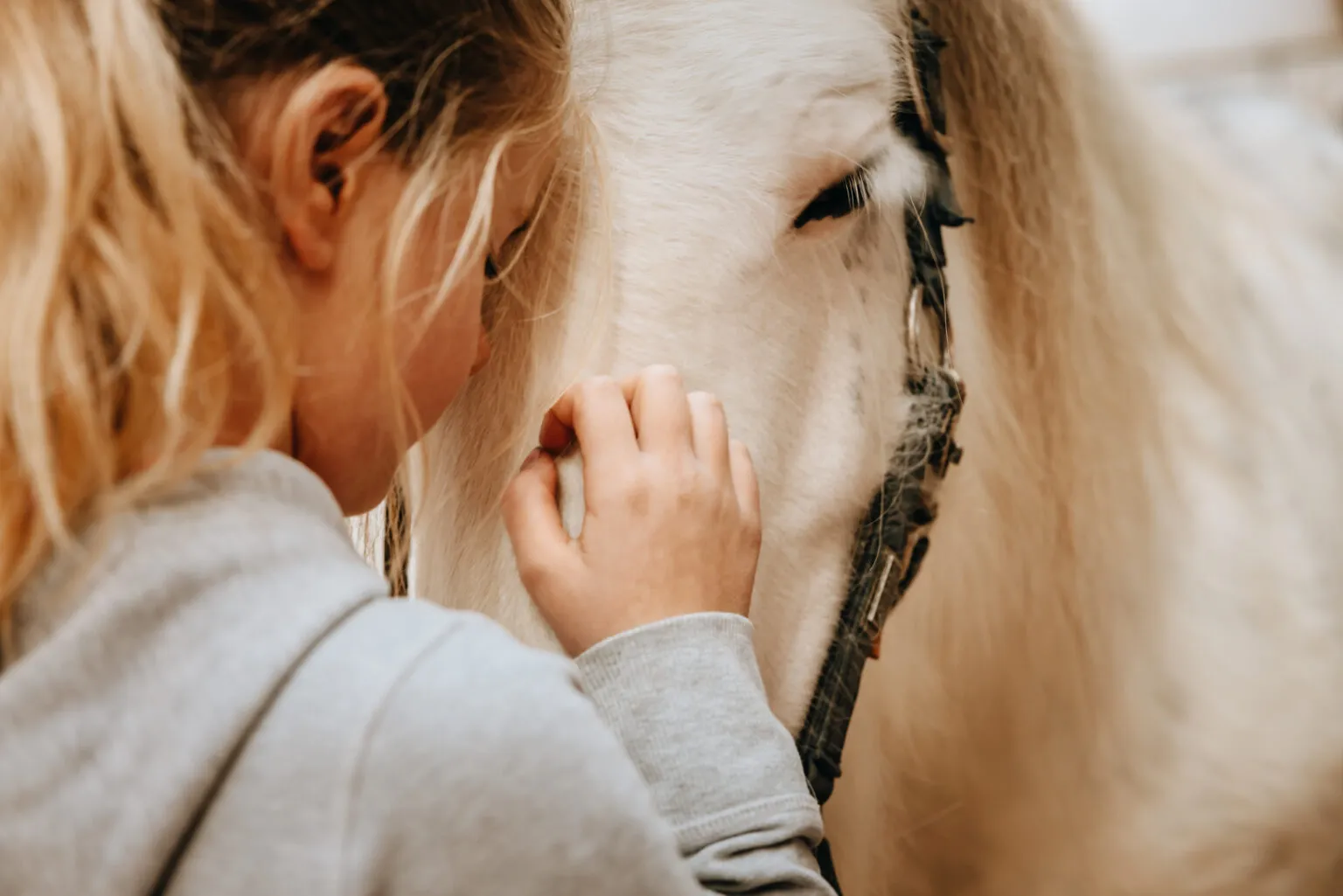Reiki-Behandlung am Pferd